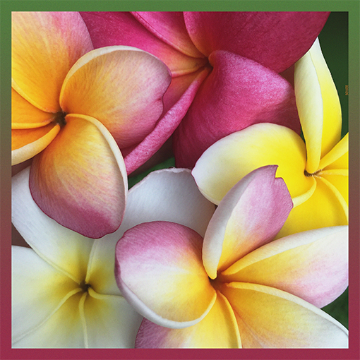 Papierservietten - Frangipani