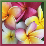 Carré Midi 110 Satin - Frangipani